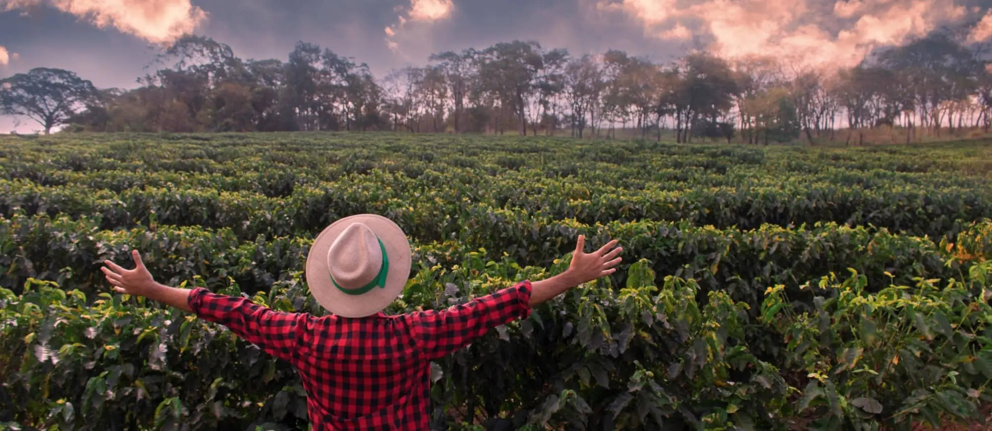 Caficultor contemplando la plantación de café